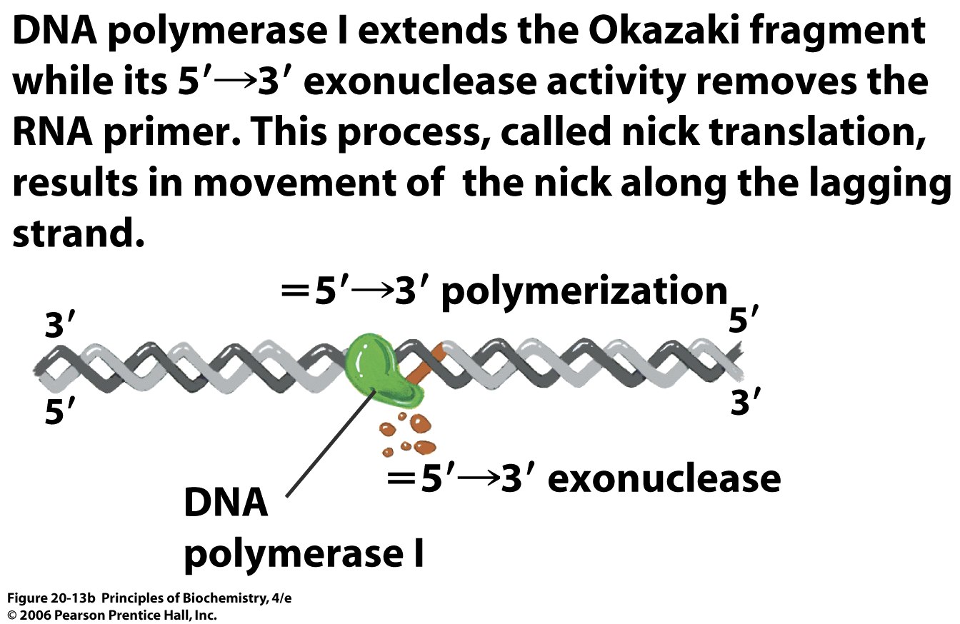 Nick перевести. Nick translation. DNA polymerase. Okazaki fragments. Translate Nik.